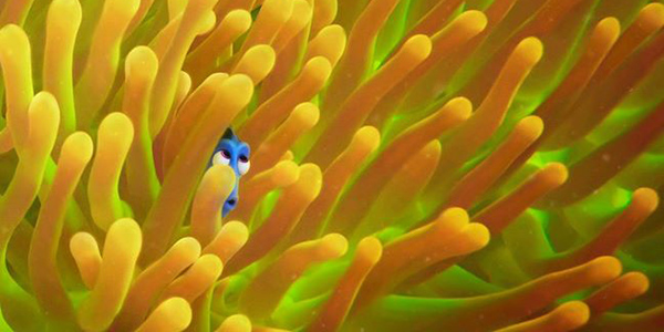 alla ricerca di dory banner