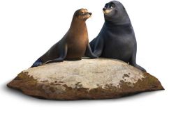 Finding-Dory-Rudder-and-Fluke-the-sea-lions