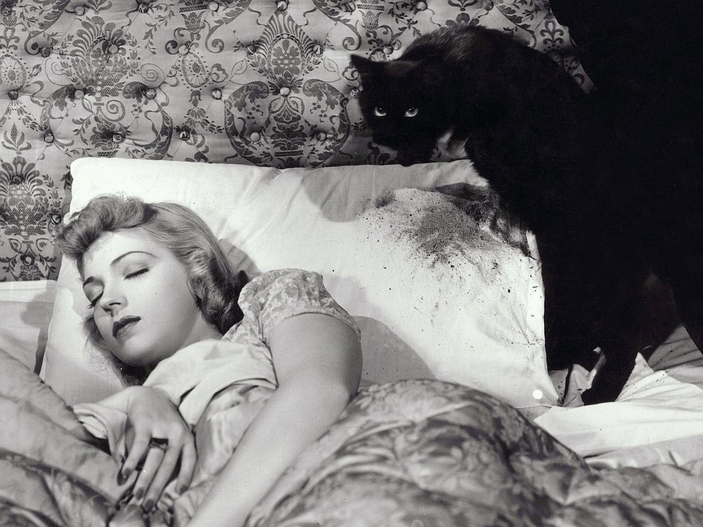 Anne Gwynne in The Black Cat (1941)