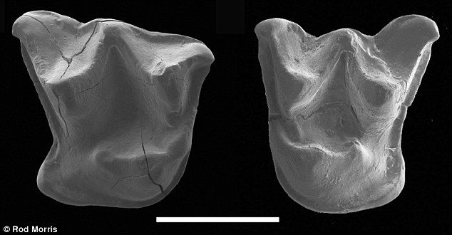 Fossile di Mystacina Miocenalis